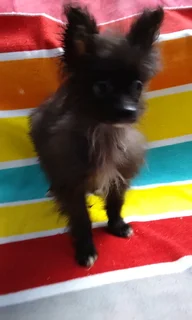 Pomeranian /Toy pom