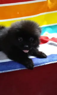 Pomeranian /Toy pom