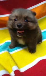 Pomeranian /Toy pom
