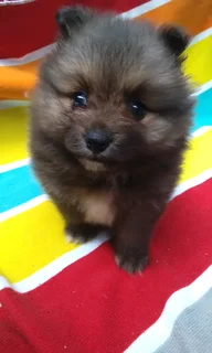 Pomeranian /Toy pom