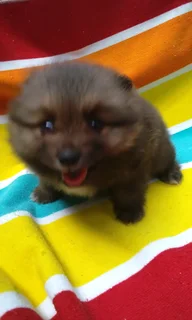 Pomeranian /Toy pom