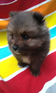 Pomeranian /Toy pom
