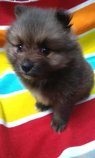 Pomeranian /Toy pom
