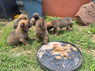 Belgian Malinois Puppies