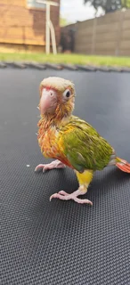 Handreared greencheeck conures for sale