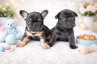 French Bulldog Puppies