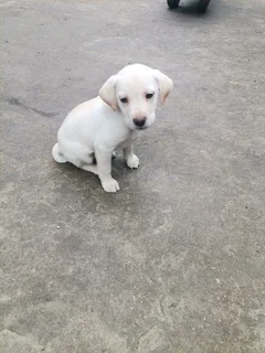 Purebred Labrador Puppy