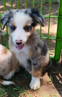 Border Collie Merle Pups