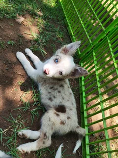 Border Collie Merle Pups