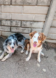 Border Collie Merle Pups