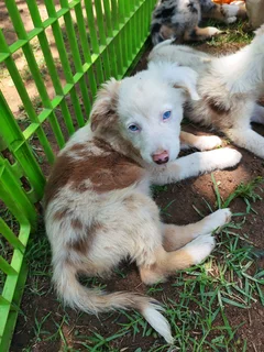 Border Collie Merle Pups