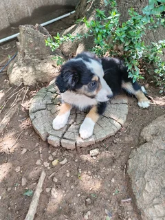 Border Collie Merle Pups