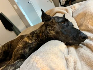 2020 - Ad posted by Lize-Mari Lombaard