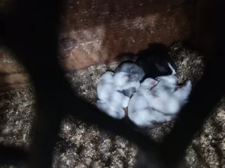 Baby rabbits