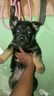 German shepherd Puppies