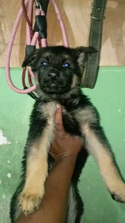 German shepherd Puppies