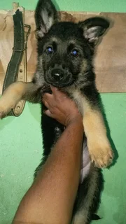 German shepherd Puppies