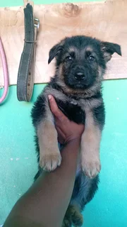 German shepherd Puppies