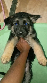 German shepherd Puppies