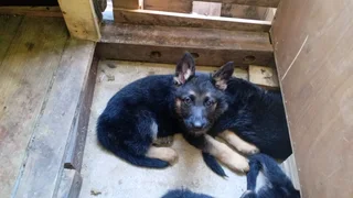 German shepherd Puppies