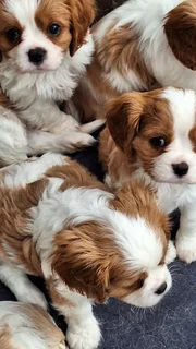 Cavalier king charles spaniel puppy for sale