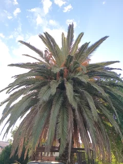 Canary island tree