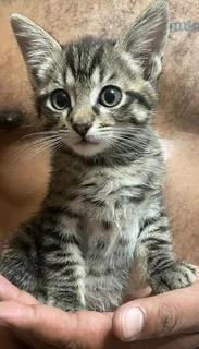 Kittens - Ad posted by Ruwayda