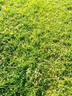  Instant Lawn  Experience the instant transformation of your outdoor space with our lush and vibr