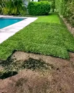  Instant Lawn  Experience the instant transformation of your outdoor space with our lush and vibr