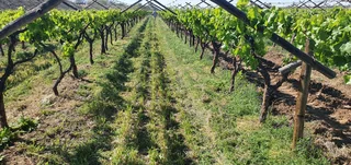 MULCHERS / WINGERDE / BOME / CITRUS / KAPPES / GOOI OP BANKIES