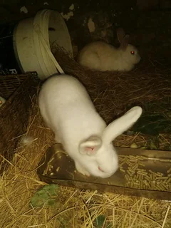 I'm selling rabbits cheap