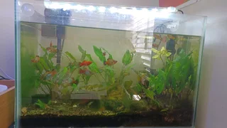 Medium size tropical aquarium