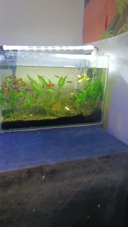 Medium size tropical aquarium