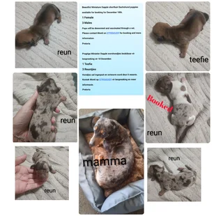Beautiful miniature Dapple Dachshund puppies
