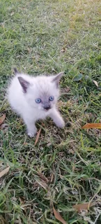 Siamese Ragdoll kittens