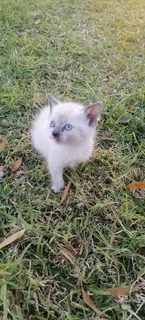 Siamese Ragdoll kittens