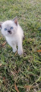 Siamese Ragdoll kittens