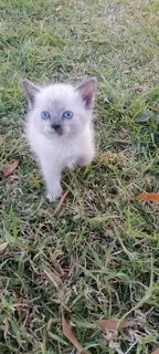 Siamese Ragdoll kittens