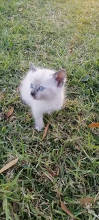 Siamese Ragdoll kittens