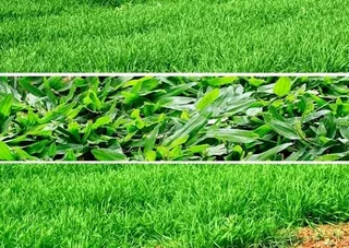 Farm fresh evergreen instant lawn