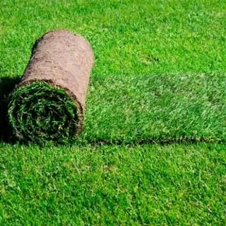 Farm fresh evergreen instant lawn