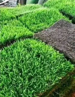 lnstant lawn