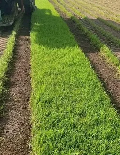 lnstant lawn