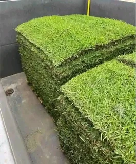 lnstant lawn