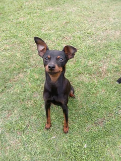 Miniature Doberman Puppies
