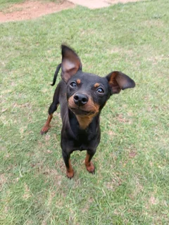 Miniature Doberman Puppies