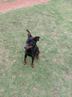 Miniature Doberman Puppies
