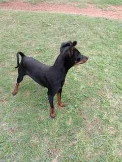 Miniature Doberman Puppies
