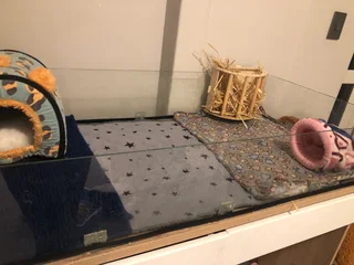 Guinea pig cage with accesoires