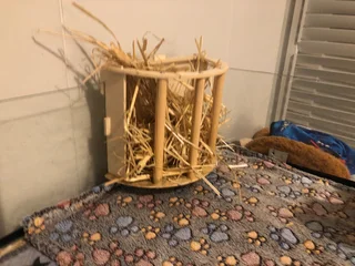 Guinea pig cage with accesoires